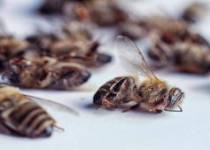 Pestisit Tehlikesi: Arıların Yok Oluşu Gıda Zincirini Çökertiyor! Pestisit Tehlikesi: Arıların Yok Oluşu Gıda Zincirini Çökertiyor!