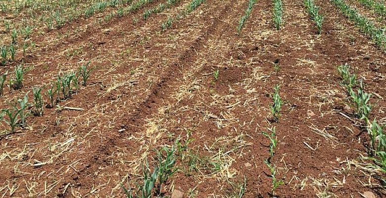 Harran Üniversitesi’nde organik fare ilacı geliştirme projesi başladı