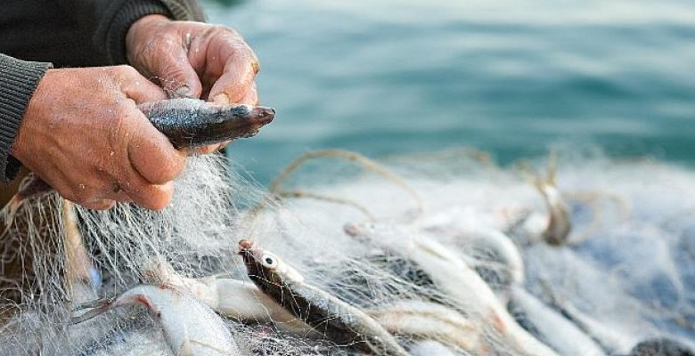 Türkiye’nin su ürünleri ihracatının zirvesinde Muğla ve İzmir var