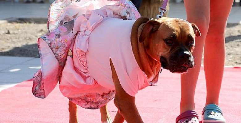 Narlıdere’de can dostlara özel festival