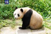 “Sihai” ve “Jingjing” adlı pandalar Katar’a gidiyor
