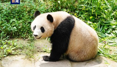 “Sihai” ve “Jingjing” adlı pandalar Katar’a gidiyor