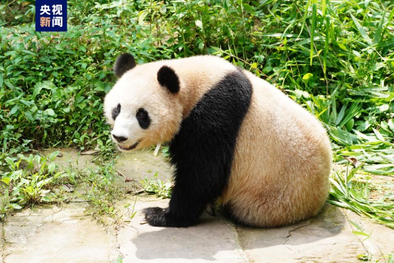 “Sihai” ve “Jingjing” adlı pandalar Katar’a gidiyor