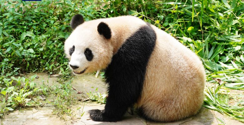 “Sihai” ve “Jingjing” adlı pandalar Katar’a gidiyor