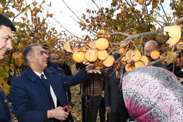 Gölbaşı’nda cennet hurması hasadı başladı
