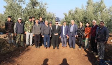 Hassa Kaymakamı Osman Acar, zeytin hasadına katıldı