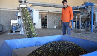 Mersin’in zeytinleri, zeytinyağı olarak aşhanelerde kullanılıyor