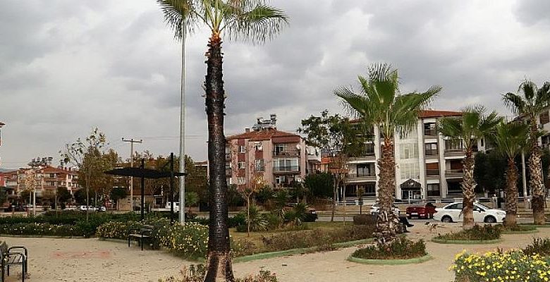 Ödemiş’te Şehir Magandaları Eğitim Şehitleri Parkı’ndaki Palmiye Ağacını Yaktı