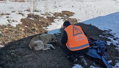 Keçiören Belediyesi Veteriner Hekimleri Yaraları Sarıyor