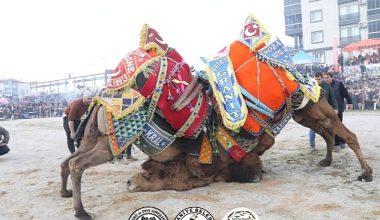 Burhaniye Belediyesi tarafından 18. Burhaniye Zeytin ve Zeytinyağı Hasat Festivali kapsamında düzenlenen Geleneksel Deve Güreşleri Yapıldı