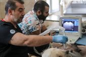 Çankaya Belediyesi Veteriner Hekim ve Teknikerleri Bilimin Işığıyla İlerliyor