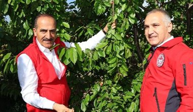 2023'ün ilk kirazı hasat edildi: Kirazda rekorlar kırdığımız bir yıl olacak