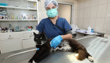 Gaziemir'de 21 bin 940 hayvana veteriner sağlık hizmeti