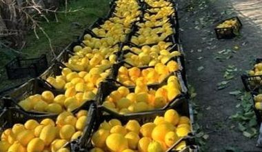 Hatay'dan yerel ürünler ile ''Bu Ramazan, bereketi paylaşmanın tam zamanı'', Hatay Beyaz Balkabağı ile Zencefilli Balkabağı Çorbası tarifi