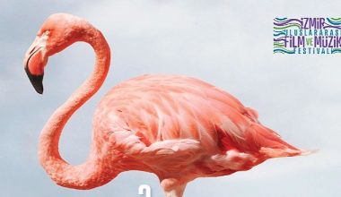 Kristal Flamingolar üçüncü kez sahiplerini bulacak