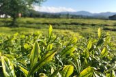 Lipton Doğu Karadeniz'de Çay Hasadına Başladı