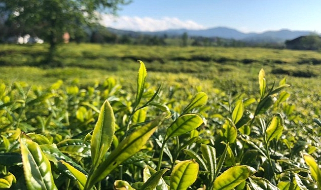 Lipton Doğu Karadeniz'de Çay Hasadına Başladı