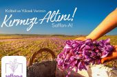 Türkiye'de bir ilk; safran üretim girişimi fonlanıyor