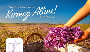 Türkiye'de bir ilk; safran üretim girişimi fonlanıyor