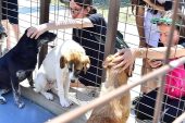 İzmirliler PAKOFEST'te patili dostlarla buluştu