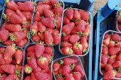 Muğla'nın Çilekleri Migros Raflarında