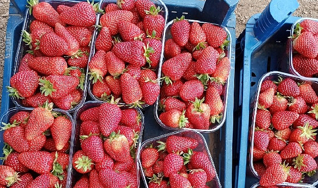 Muğla'nın Çilekleri Migros Raflarında