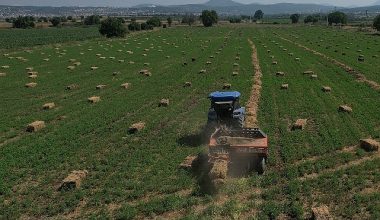 434 Dekar Araziden Elde Edilen Kaba Yem Üreticiye Dağıtılacak