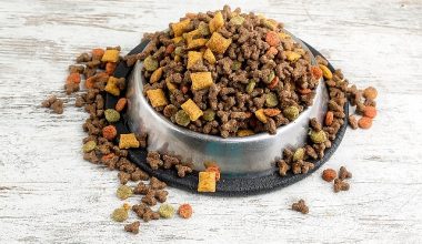 Can dostların mamaları Türkiye'de üretiliyor Türkiye, kedi-köpek maması ihracatında 100 milyon dolar hedef koydu