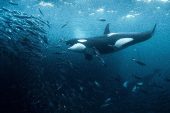 Kayıp Dünyalar BBC Earth ile Keşfediliyor