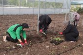 Kocaeli Büyükşehir'den kadın girişimcilere tarımsal destek