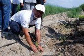 Kuşkonmaz üreticisi Sparga1 Tarım A.Ş., 400 dönümlük alanda dikim faaliyetine başladı