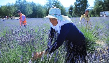 Muğla Büyükşehir Koku Vadisi'nde Lavanta Şenliği Düzenliyor