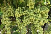 Superior Seedless Çeşidi Sofralık Üzümün ihracat yolculuğu başladı