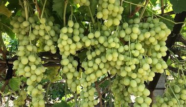 Superior Seedless Çeşidi Sofralık Üzümün ihracat yolculuğu başladı