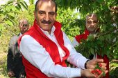 Kirazda rekor yılı: 205 milyon dolara ulaştı