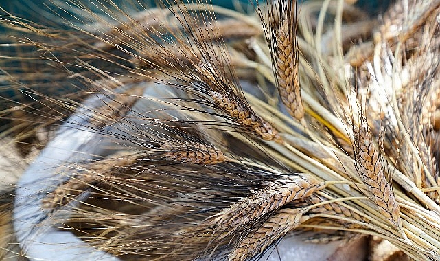 Seferihisar'da “Ata Ekmeği ve Armola" şenliği coşkusu