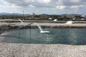 Toprak Havuzlarda Balık Üretimi Yükselişte
