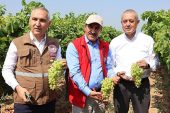 Yaş üzümde 200 milyon dolar aşılacak