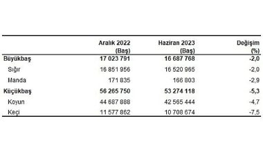 Büyükbaş hayvan sayısı 2023 yılı Haziran ayında 16 milyon 688 bin baş oldu Büyükbaş hayvan sayısı 2023 yılı Haziran ayında 16 milyon 688 bin baş oldu