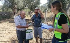 Milas Belediyesi Tarımsal Üretimi desteklemeye devam ediyor