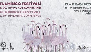 Türkiye'nin ilk Flamingo Festivali İzmir'de Gerçekleşiyor.