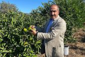 Satsuma mandalinanın ihracat yolculuğu 20 Ekim'de başlıyor