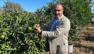 Satsuma mandalinanın ihracat yolculuğu 20 Ekim'de başlıyor