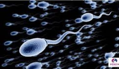 Sperm Donasyonu