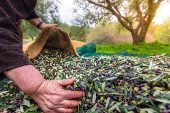 Türkiye'nin Sofralık Zeytin İhracatı 184 Milyon 510 Bin Dolar Oldu