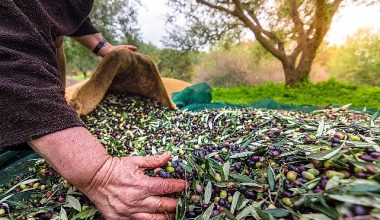 Türkiye'nin Sofralık Zeytin İhracatı 184 Milyon 510 Bin Dolar Oldu