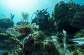 BBC Earth Denizaltı ve Yeryüzündeki Muhteşem Manzaraları Evlere Getiriyor