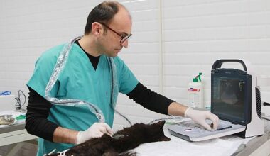 Bayraklı'da son 4,5 yılda 20 bin sokak hayvanına sağlık hizmeti