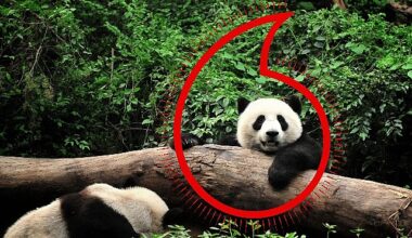 Vodafone ve WWF'ten “Gezegen İçin Bir Milyon Telefon" kampanyası
