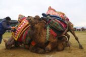 Bölgenin en büyük deve güreşi festivali 4 Şubat'ta Torbalı'da